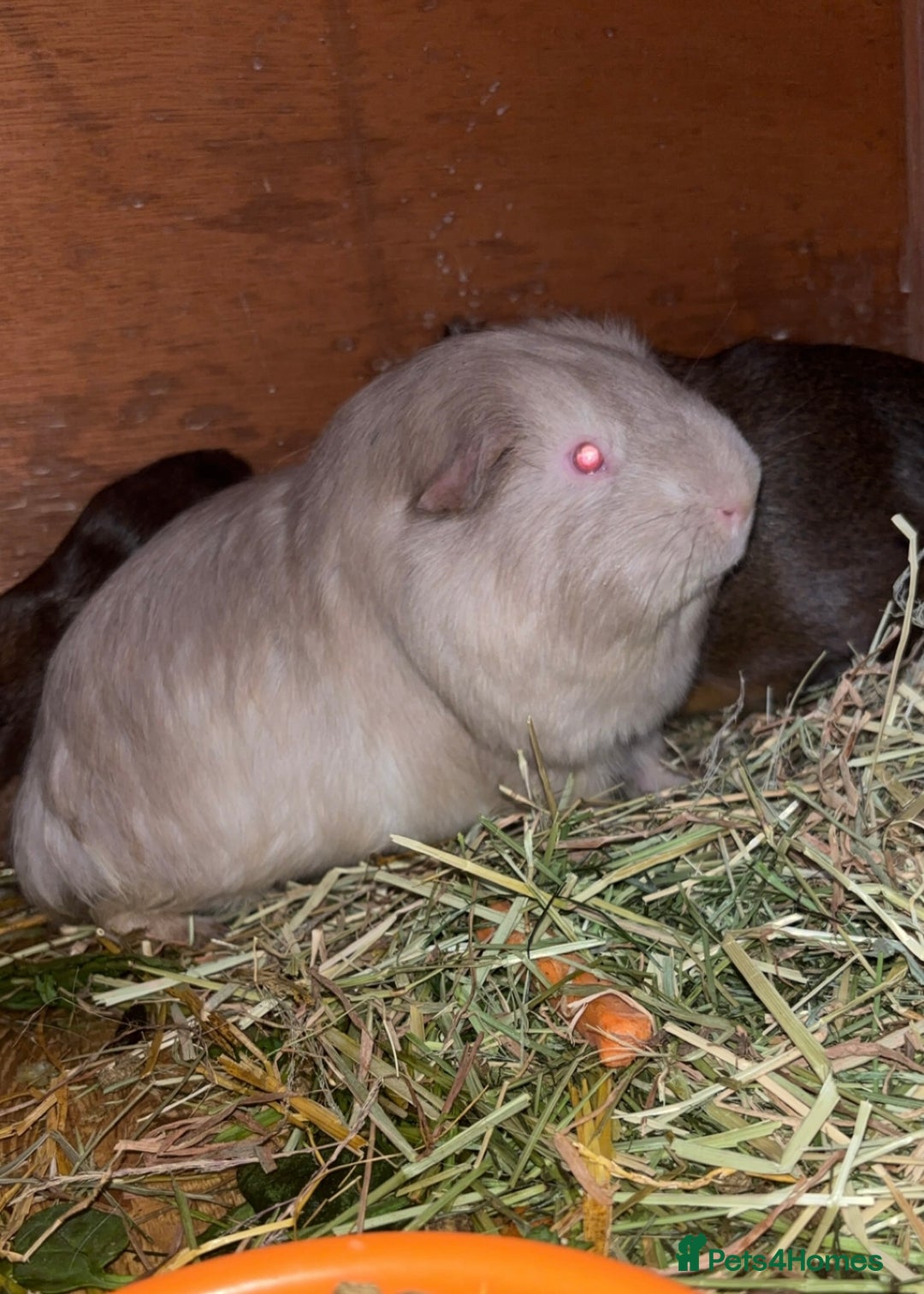 Guinea Pig rodents for sale: Bonded male Guinea pigs  - Image 2