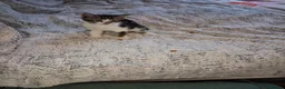 Mixed Breed cats for sale: Beautiful mixed breed kittens mum is maincoon in Colchester - Advert 2