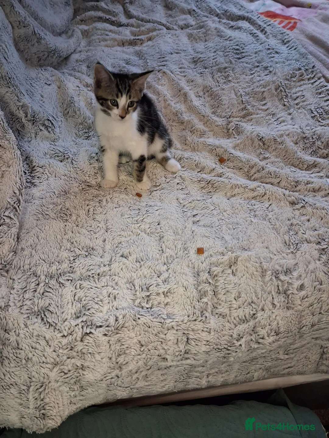 Mixed Breed cats for sale: Beautiful mixed breed kittens mum is maincoon in Colchester - Advert 2