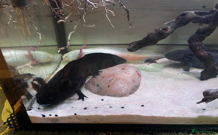 Axolotl reptiles - Advert 1