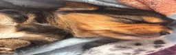Jack Russell dogs for sale: Gorgeous Health Tested Home Bred pups - Advert 8