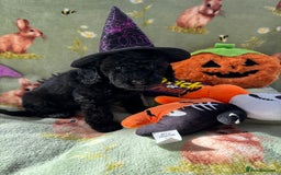 Cockapoo dogs for sale: PRA clear F1b Cockapoo puppies  - Image 32