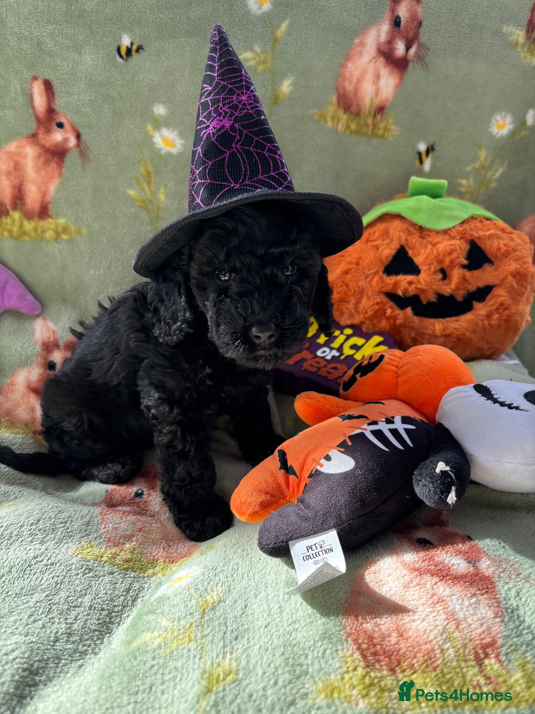 Cockapoo dogs for sale: PRA clear F1b Cockapoo puppies  - Image 32