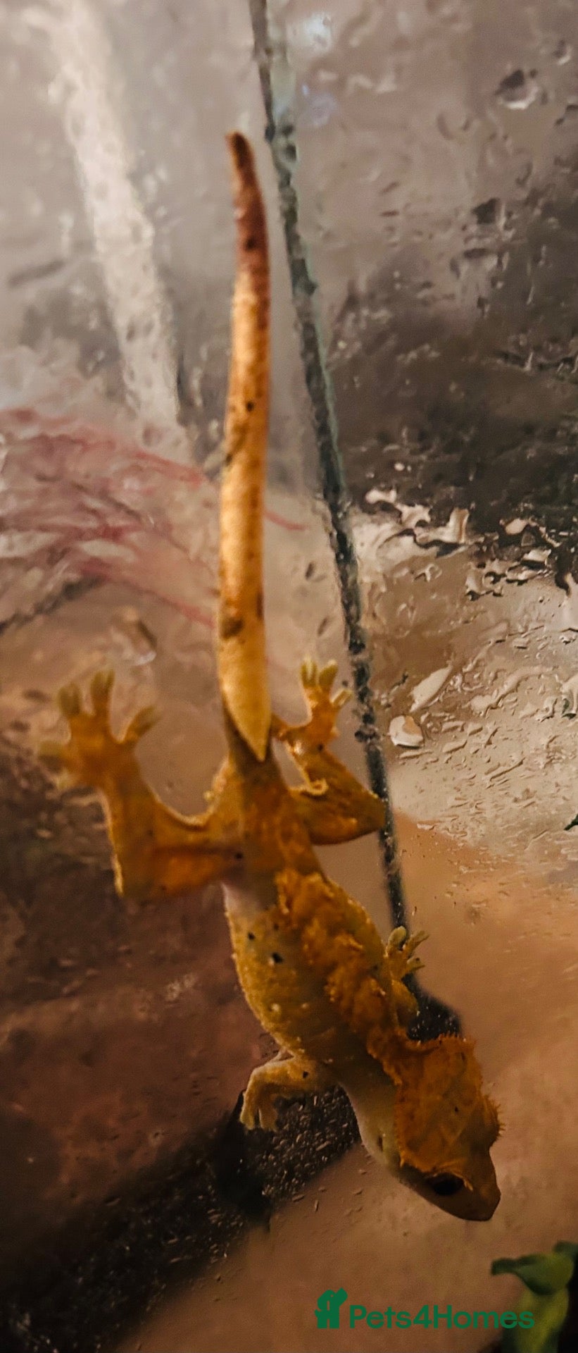 Gecko reptiles Crested geckos - Advert 2