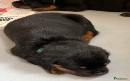 Rottweiler dogs for sale: Stunning kc registered Rottweiler pups.  - Image 27