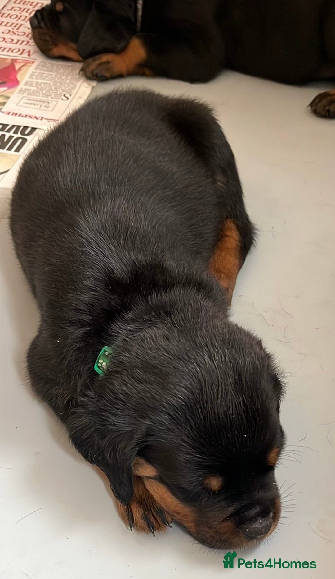 Rottweiler dogs for sale: Stunning kc registered Rottweiler pups.  - Image 27
