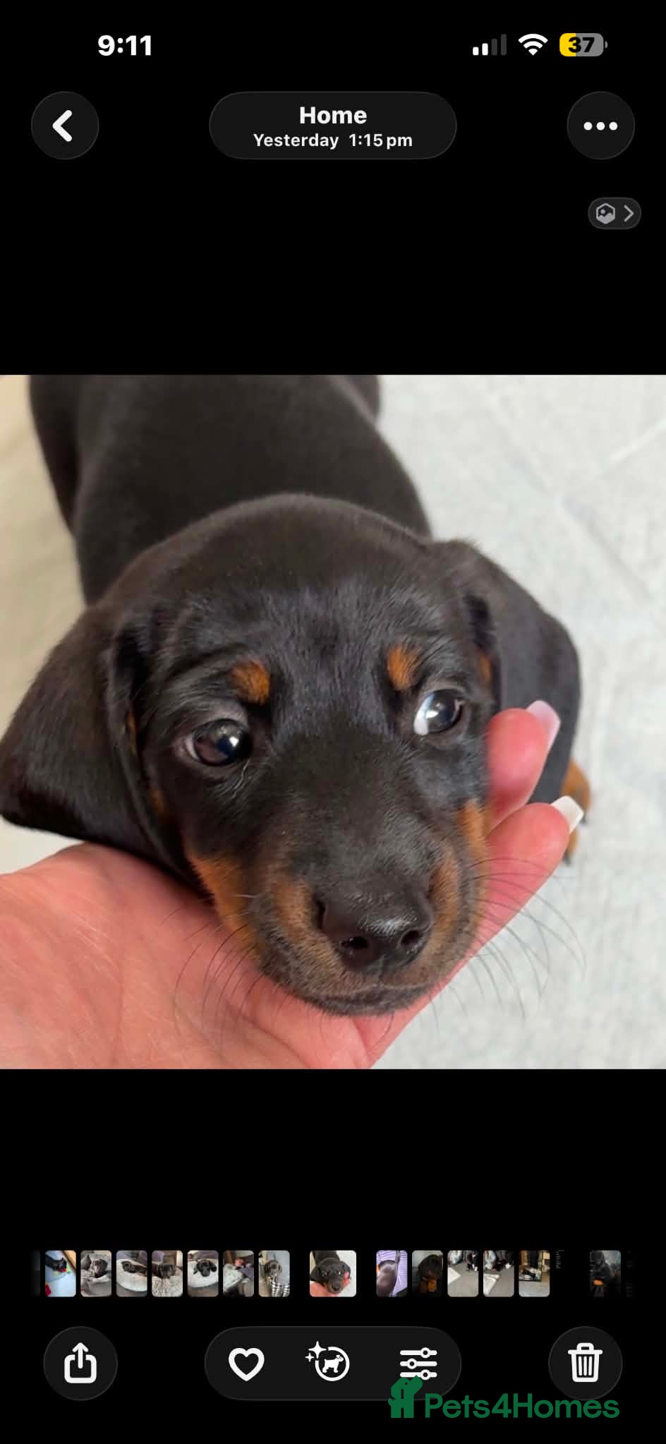 Miniature Dachshund dogs Dachshund puppies solid black and red - Advert 16