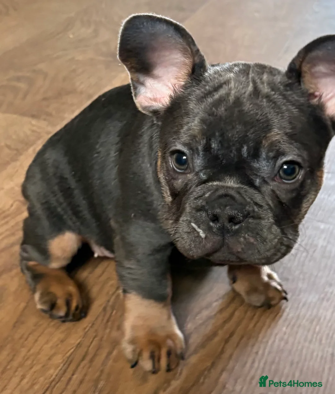 French Bulldog dogs for sale: mrs karen  - Advert 5