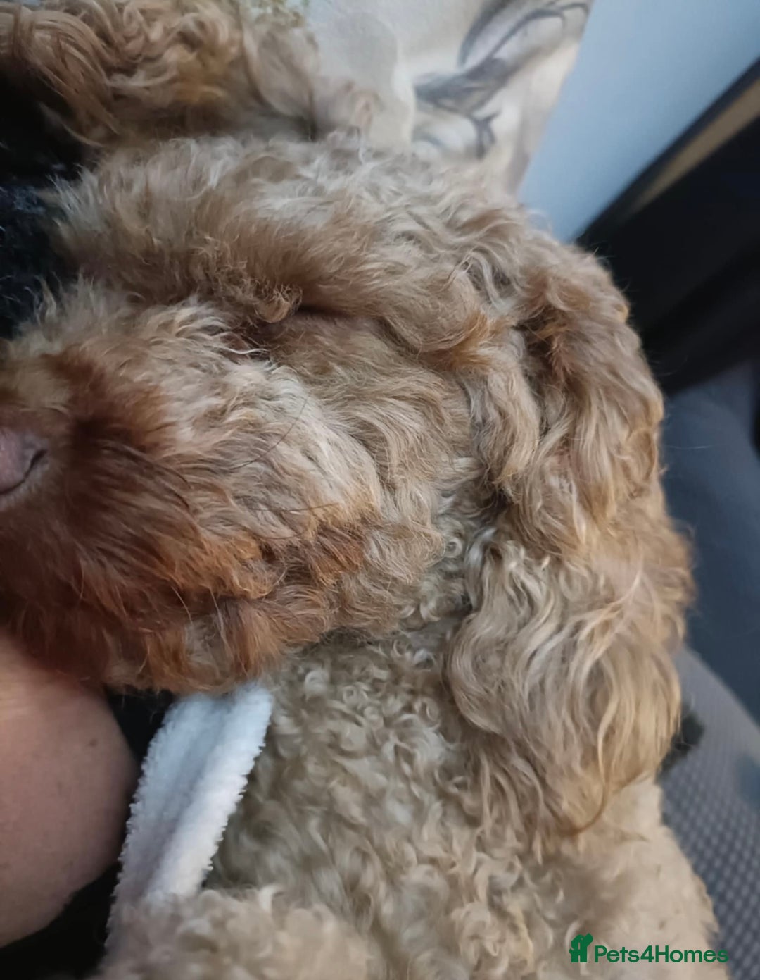 Cockapoo dogs for sale: Toy cockapoo pups - Image 11