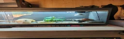 Bearded Dragon reptiles for sale: Bearded dragon looking for new home  - Advert 4