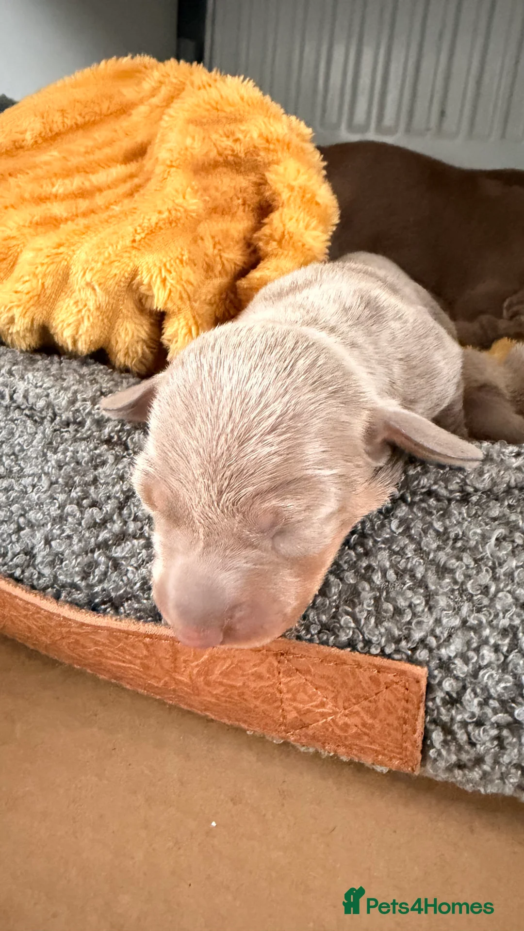 Miniature Dachshund dogs for sale: KC registered miniature dachshund  - Advert 4