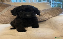Cockapoo dogs for sale: Cockerpoo pups - Image 15