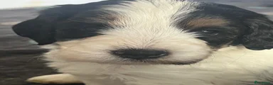 Cockapoo 2