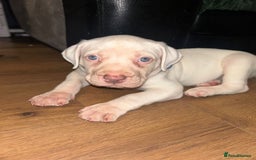 American Bull Staffy dogs for sale: American bull staffy & American bulldog hybrid  - Image 8