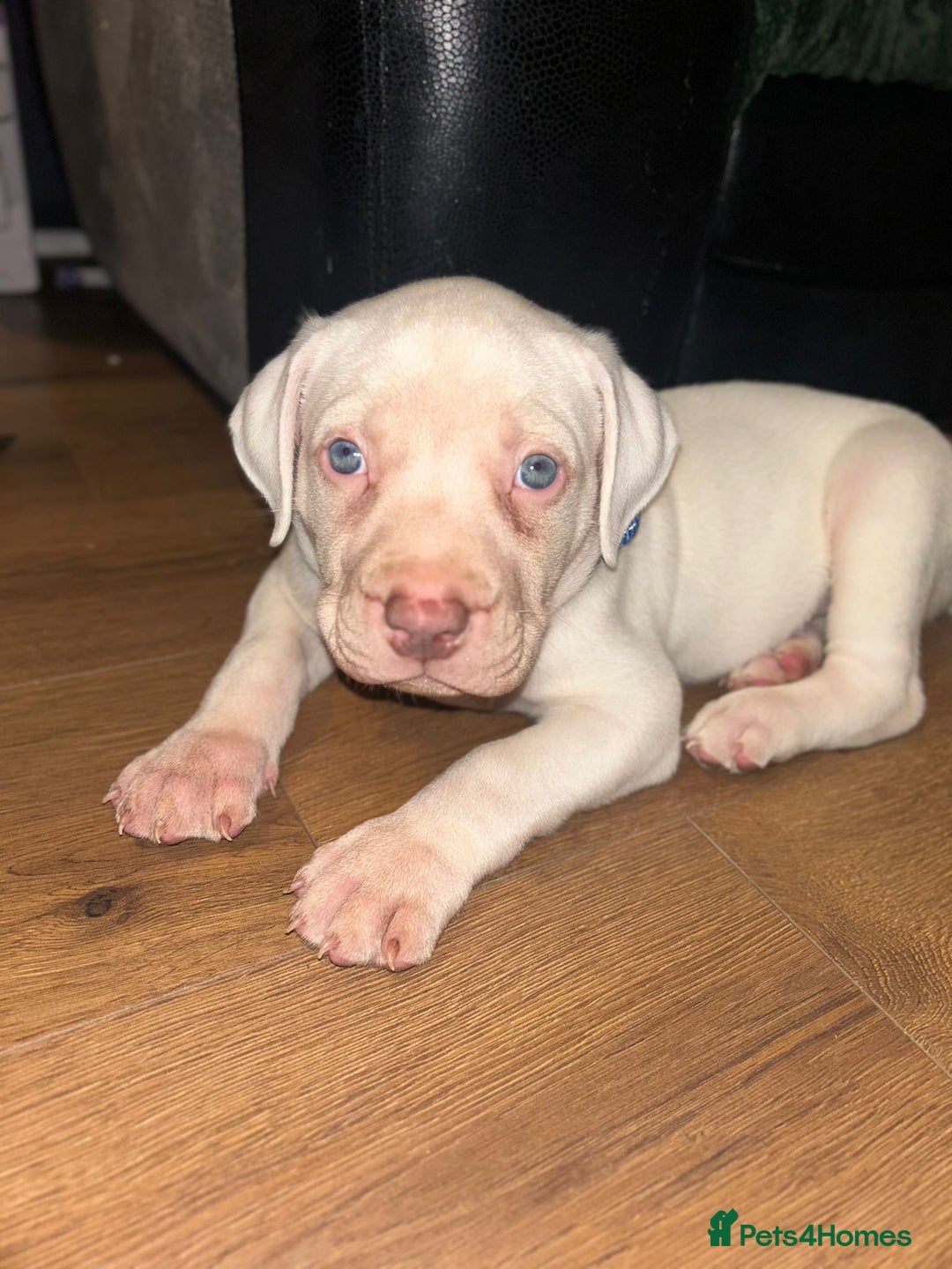 American Bull Staffy dogs for sale: American bull staffy & American bulldog hybrid  - Image 8