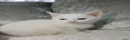 Turkish Angora cats for sale: Turkish angora in Bradford - Advert 8
