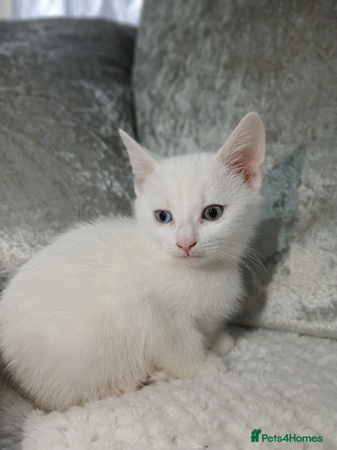 Turkish Angora cats for sale: Turkish angora in Bradford - Advert 8