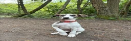 Whippet dogs for sale: EUROPEAN KC BRINDLE WHIPPET - Advert 2