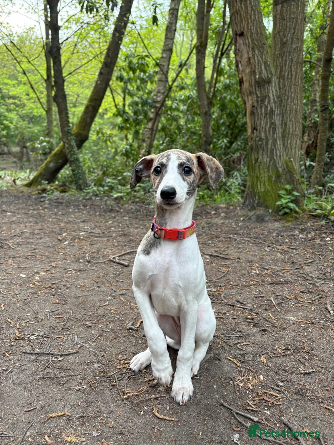 Whippet dogs for sale: EUROPEAN KC BRINDLE WHIPPET - Advert 2