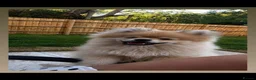 Pomeranian dogs for stud: Our pommy is up for stud 🐾  - Advert 4