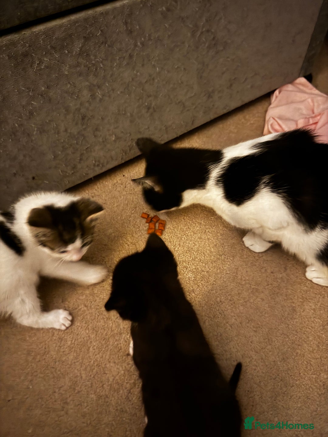 Domestic Shorthair cats for sale: Gorgeous boy and girl kittens  - Image 15