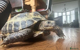 Tortoise reptiles for sale: Horsefield Tortoise  - Image 3