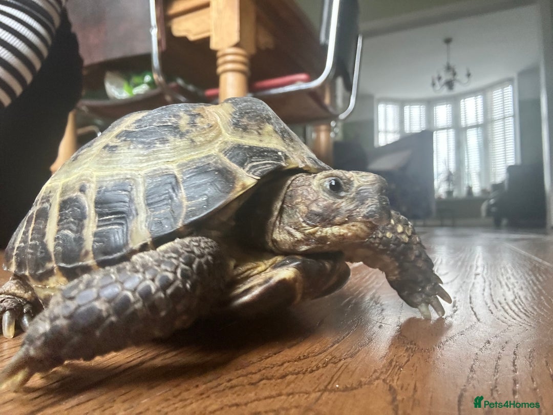 Tortoise reptiles for sale: Horsefield Tortoise  - Image 3