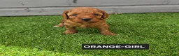 Toy Poodle dogs for sale: STUNNING RED KC TOY POODLE 🤩🐶 - Advert 27