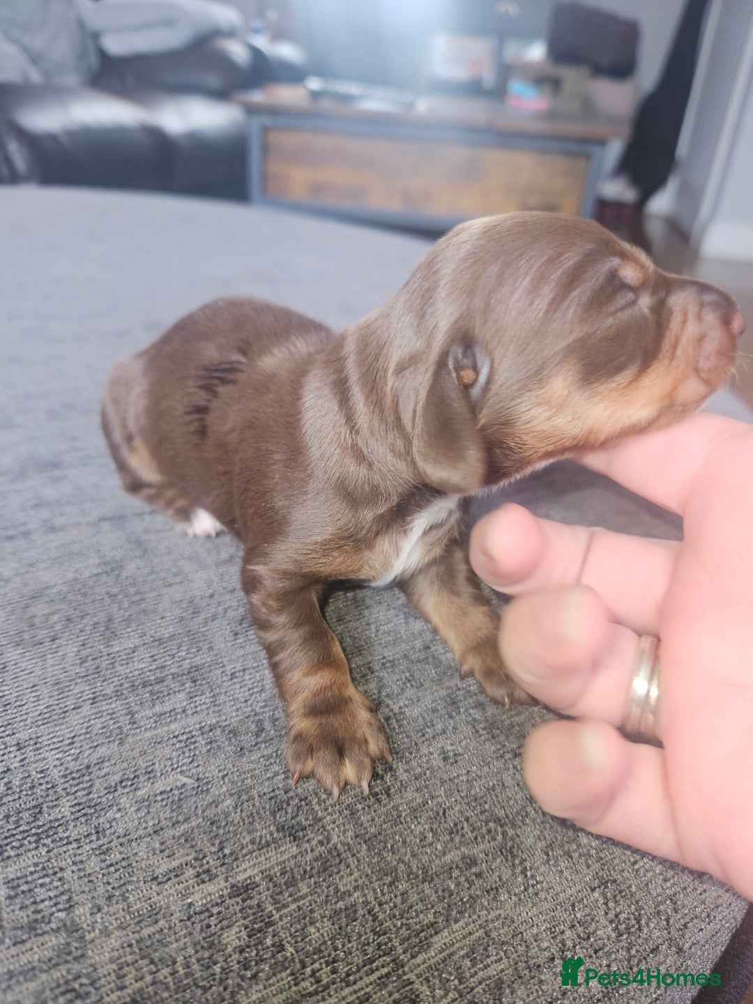 Dachshund dogs for sale: 3/4 Dachsunds  - Image 28