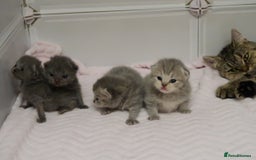 British Shorthair cats for sale: Solid Blue & Blue Golden Spotted Tabby Kittens - Image 14