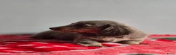 Dachshund dogs for sale: Beautiful Miniature Dachshund  - Advert 22
