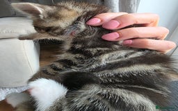 Scottish Fold cats for sale: Gorgeous and playing Scottish Fold cross kittens  - Image 5