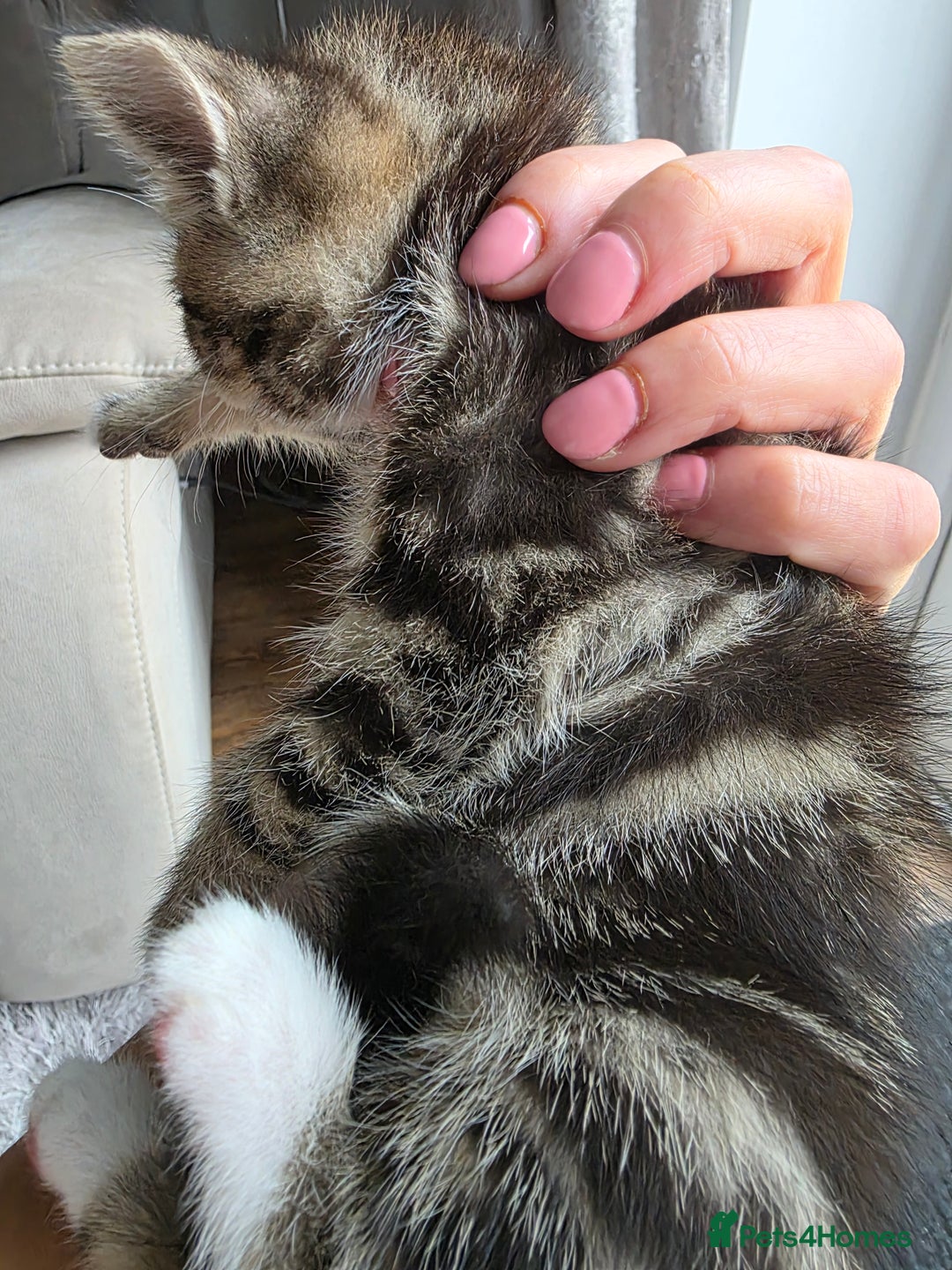Scottish Fold cats for sale: Gorgeous and playing Scottish Fold cross kittens  - Image 5