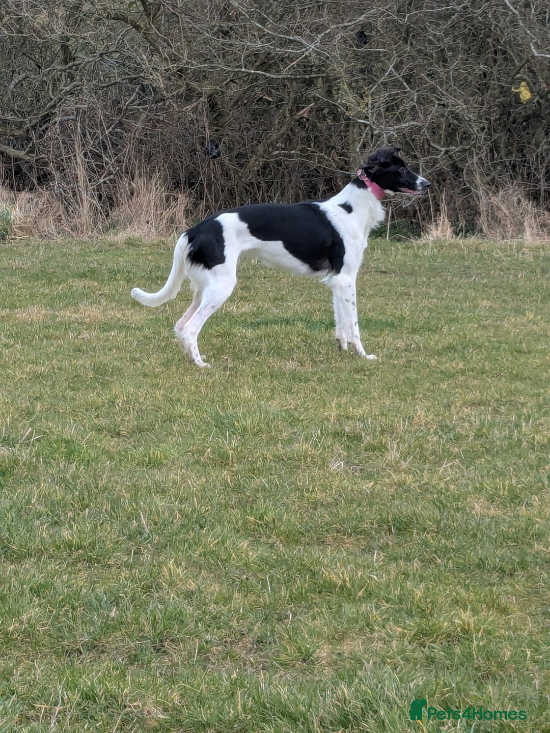 Mixed Breed dogs for sale: Saluki collie female  - Advert 4