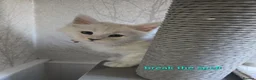 Maine Coon cats for sale: STUNNING RARE Maine Coons Shaded Shell Silver - Advert 17
