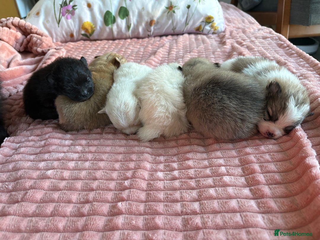 Pomeranian dogs for sale: Beautifu Litter- Russian/Chi Tien Pomeranian Pups - Advert 2