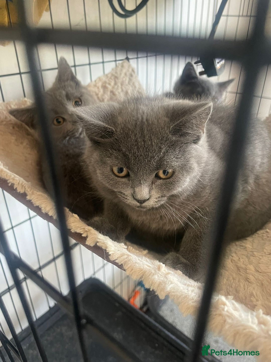 British Shorthair cats for sale: Adorable British Blue Shorthair Kittens for Sale - Image 3