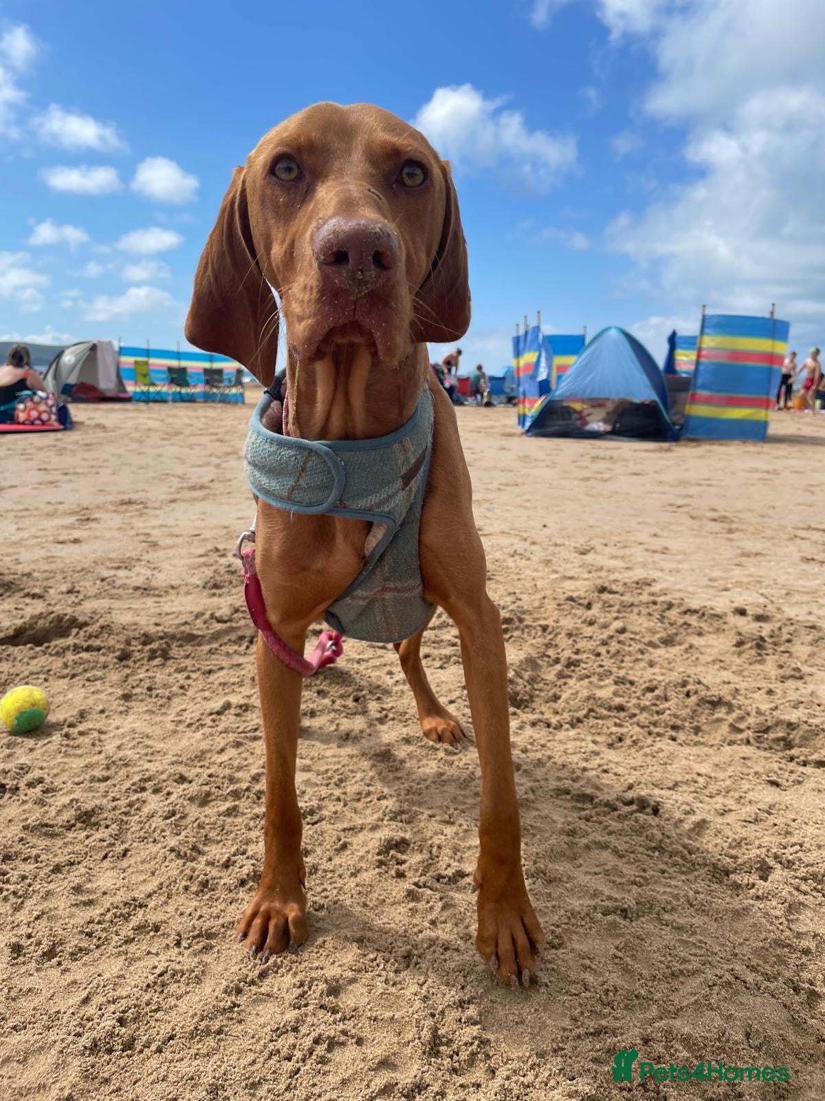 Hungarian Vizsla dogs 9 week old adorable Hungarian Vizsla Girl - Advert 1