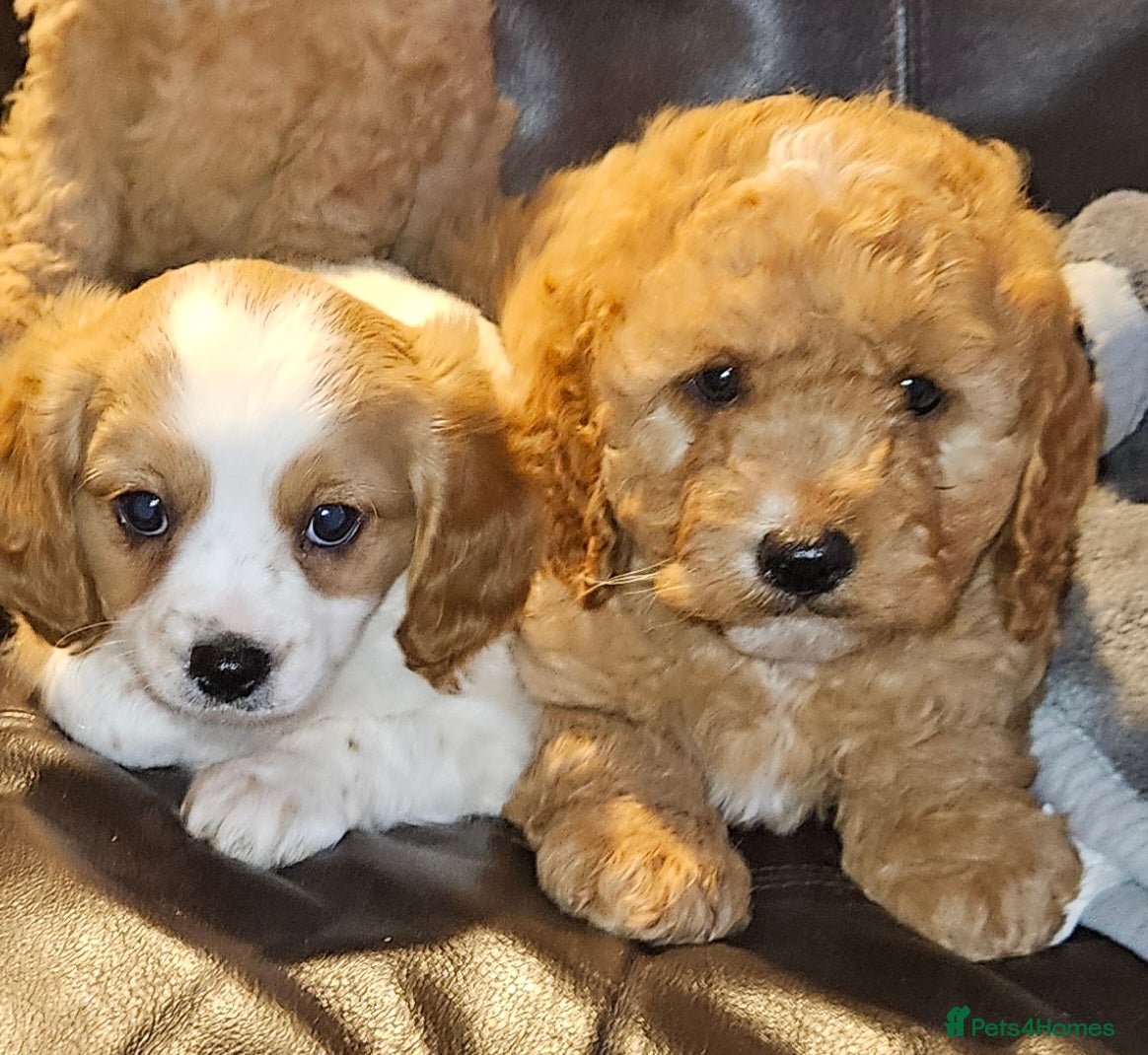 Cavapoo dogs Lovely cavapoo puppies for sale  - Advert 3