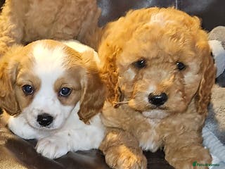 Cavapoo dogs Lovely cavapoo puppies for sale - Advert 4