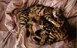Bengal cats for sale: Little Bengal kittens - Image 4