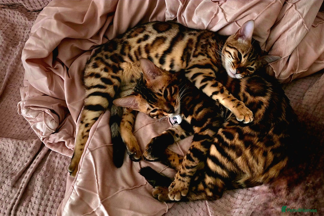 Bengal cats for sale: Little Bengal kittens - Image 4