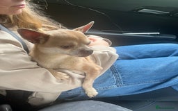 Chihuahua dogs for sale: Fawn chihuahua looking to be rehomed - Image 3