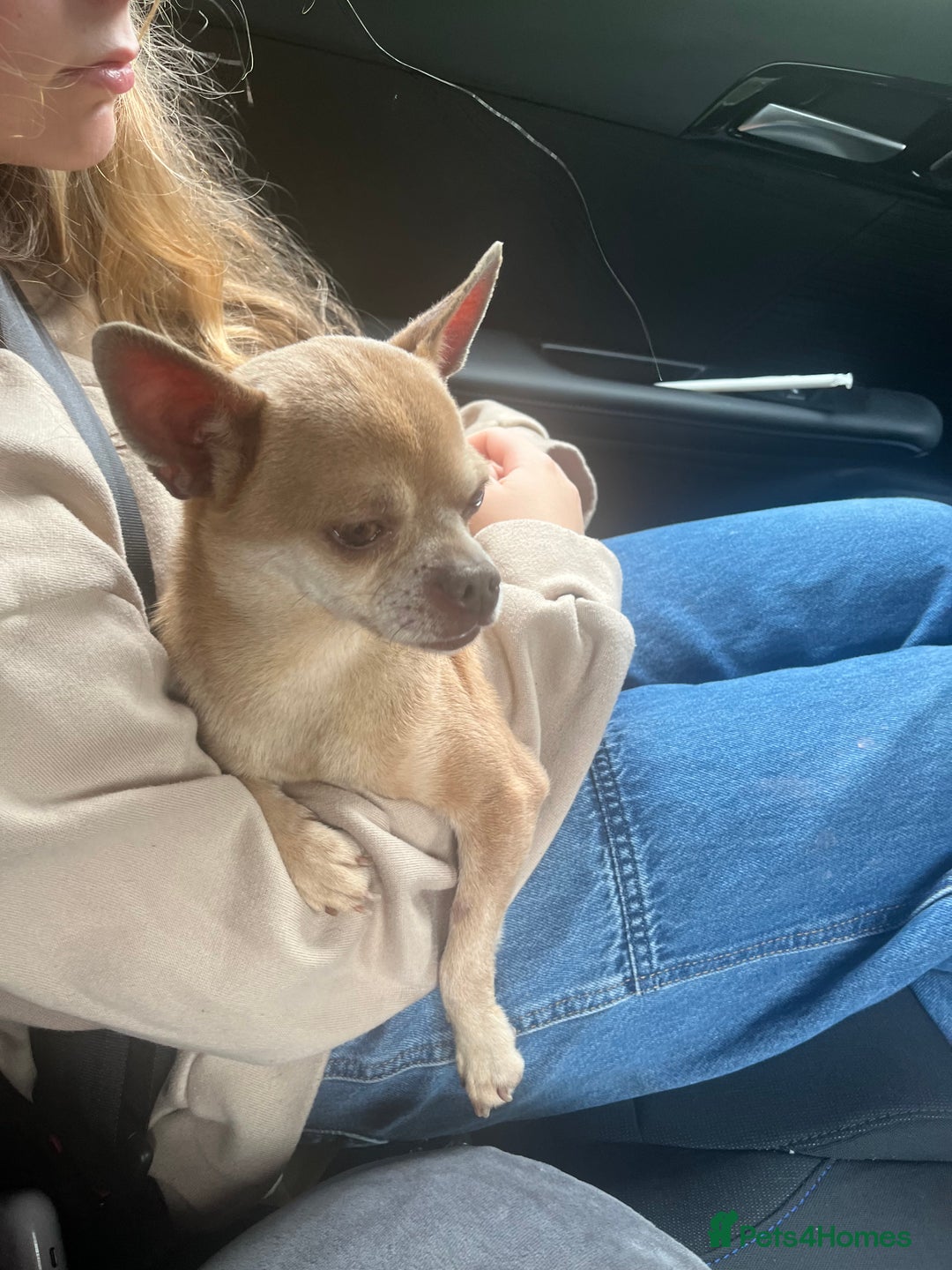 Chihuahua dogs for sale: Fawn chihuahua looking to be rehomed - Image 3