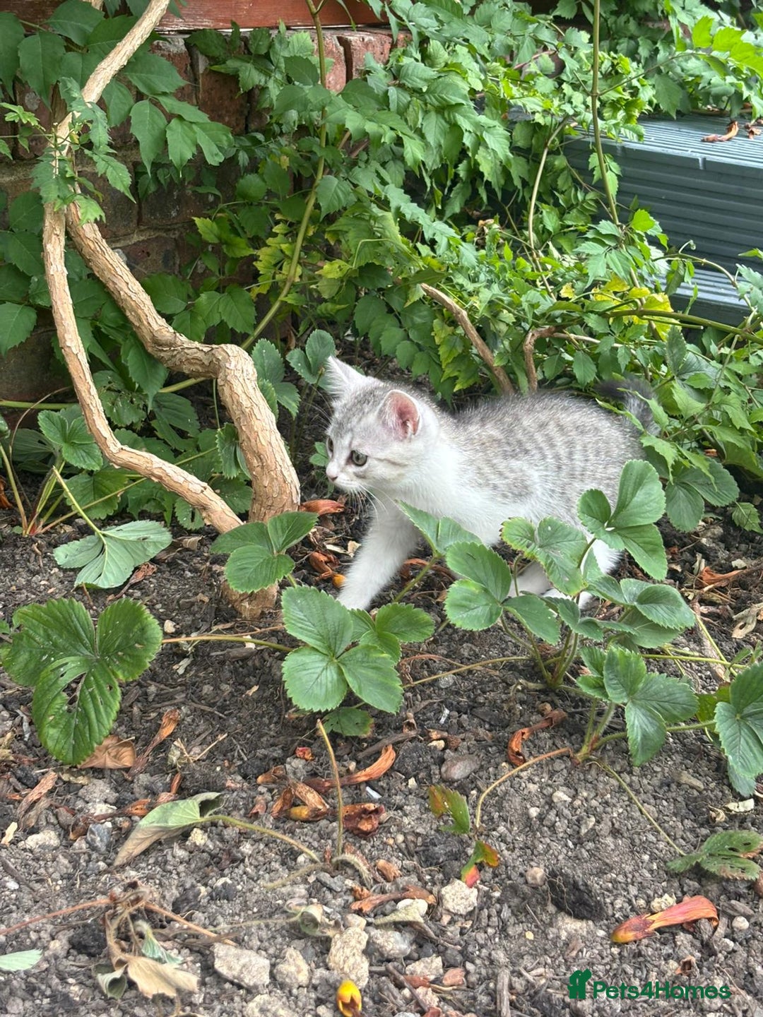American Shorthair cats for sale: Gorgeous girl!!!🥰 - Image 8