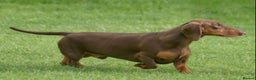 Dachshund dogs for stud: Proven CRUFTS Standard Dachshund AT STUD in Market Harborough - Advert 4