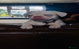 French Bulldog dogs for sale: Family Raised EA Pink English cross French Bulldog - Image 7