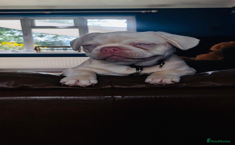 French Bulldog dogs - Advert 4