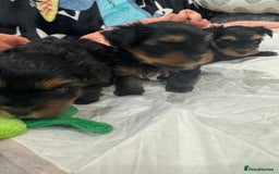 Yorkshire Terrier dogs for sale: Beautiful Yorkshire Terrier puppy boy for sale  - Image 4