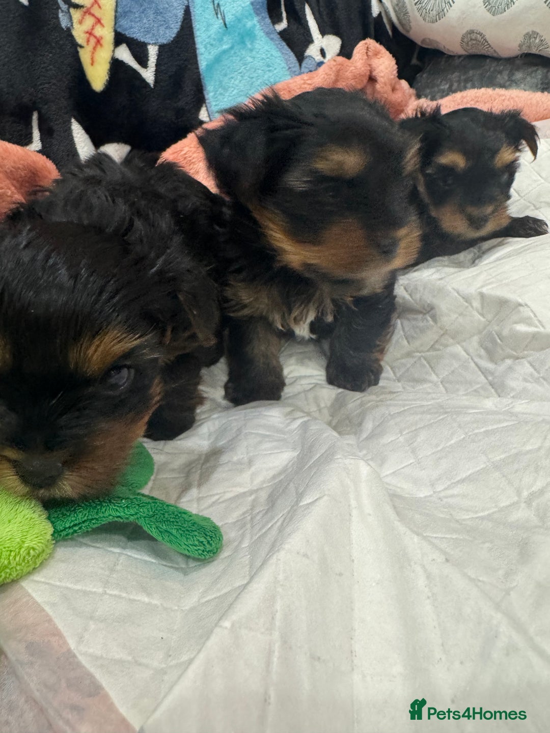 Yorkshire Terrier dogs for sale: Beautiful Yorkshire Terrier puppy boy for sale  - Image 4